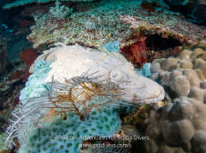 Crocodilefish resting on the seafloor in Komodo National Park