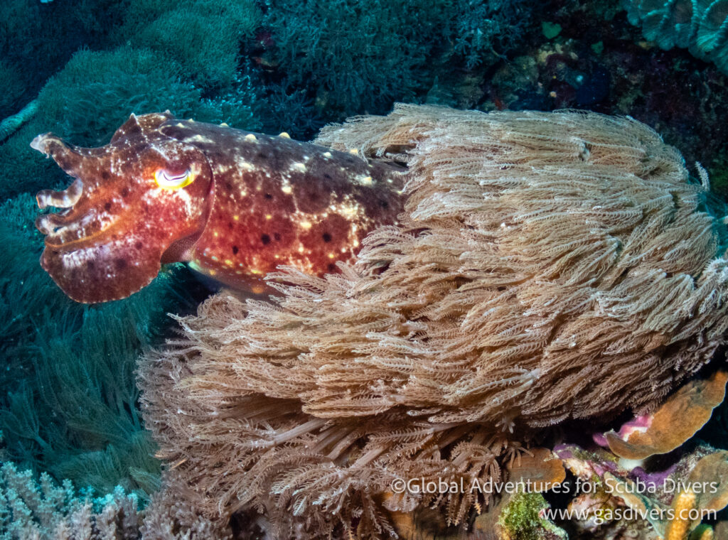 Cuttlefish swimming over the reef in Komodo National Park