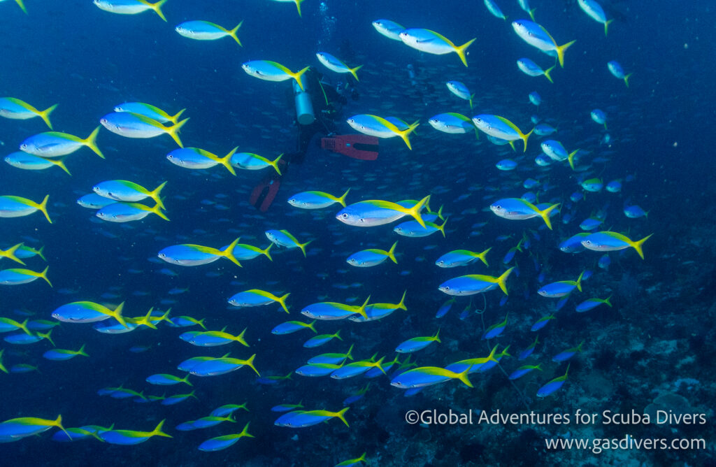 School of fusiliers surrounding the pinnacle at Crystal Rock in Komodo National Park