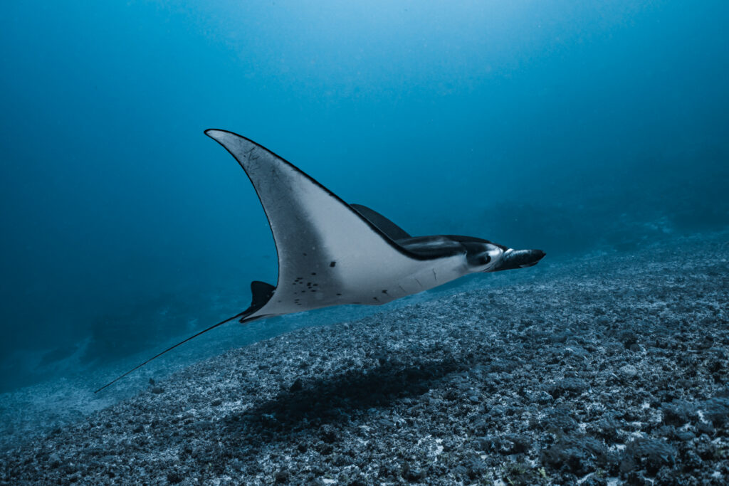 Manta ray swimming over the reef at Manta Alley in Komodo National Park