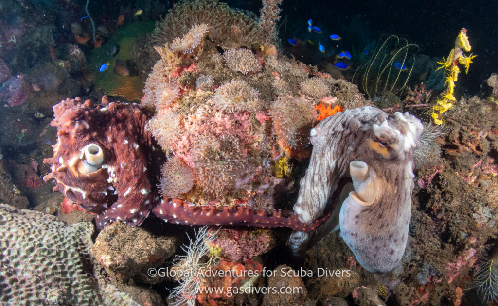 Octopus resting among rocks on a dive in Komodo National Park