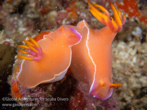 Colorful nudibranch crawling across the reef in Komodo National Park