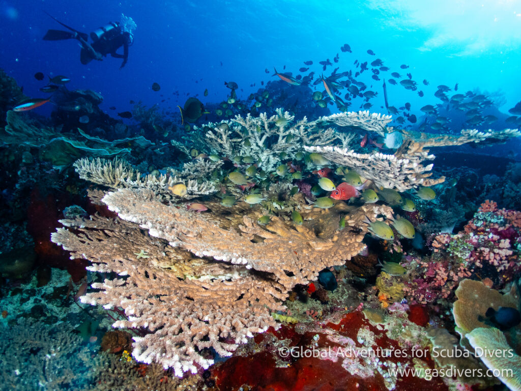 Healthy coral reef filled with fish in Komodo National Park