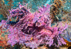 Found a Rhinopia on a scuba dive in Bali.