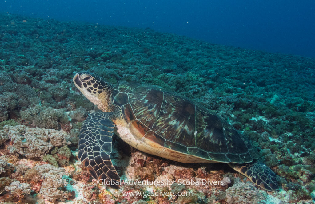 Sea turtle swimming over a coral reef in Komodo National Park