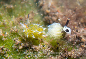 Shaun the Sheep Nudi on a muck dive