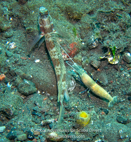 Shrimp and Goby during a muck dive in Bali