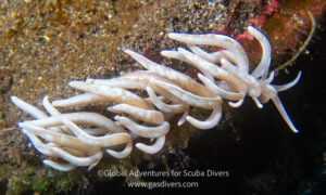 Nudibranch on the reef during a dive in Komodo National Park