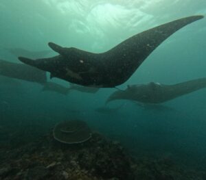 Manta rays swimming together at Manta Alley in Komodo National Park