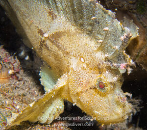 Leaf fish camouflaged among the reef in Komodo National Park