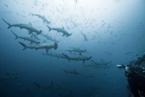 School of scalloped hammerhead sharks swimming above divers in the Cocos Islands